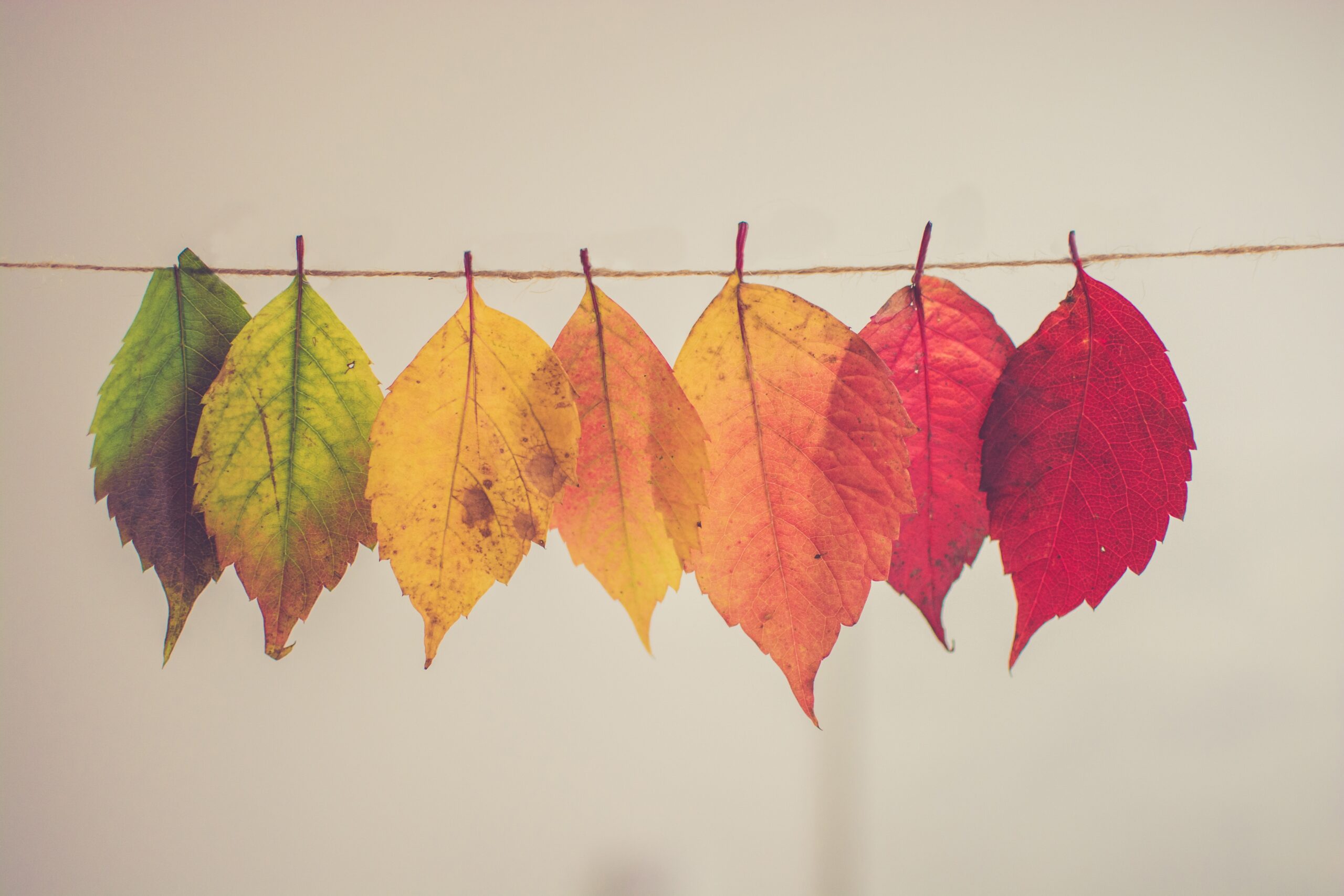 Changing of Seasons- Fall
