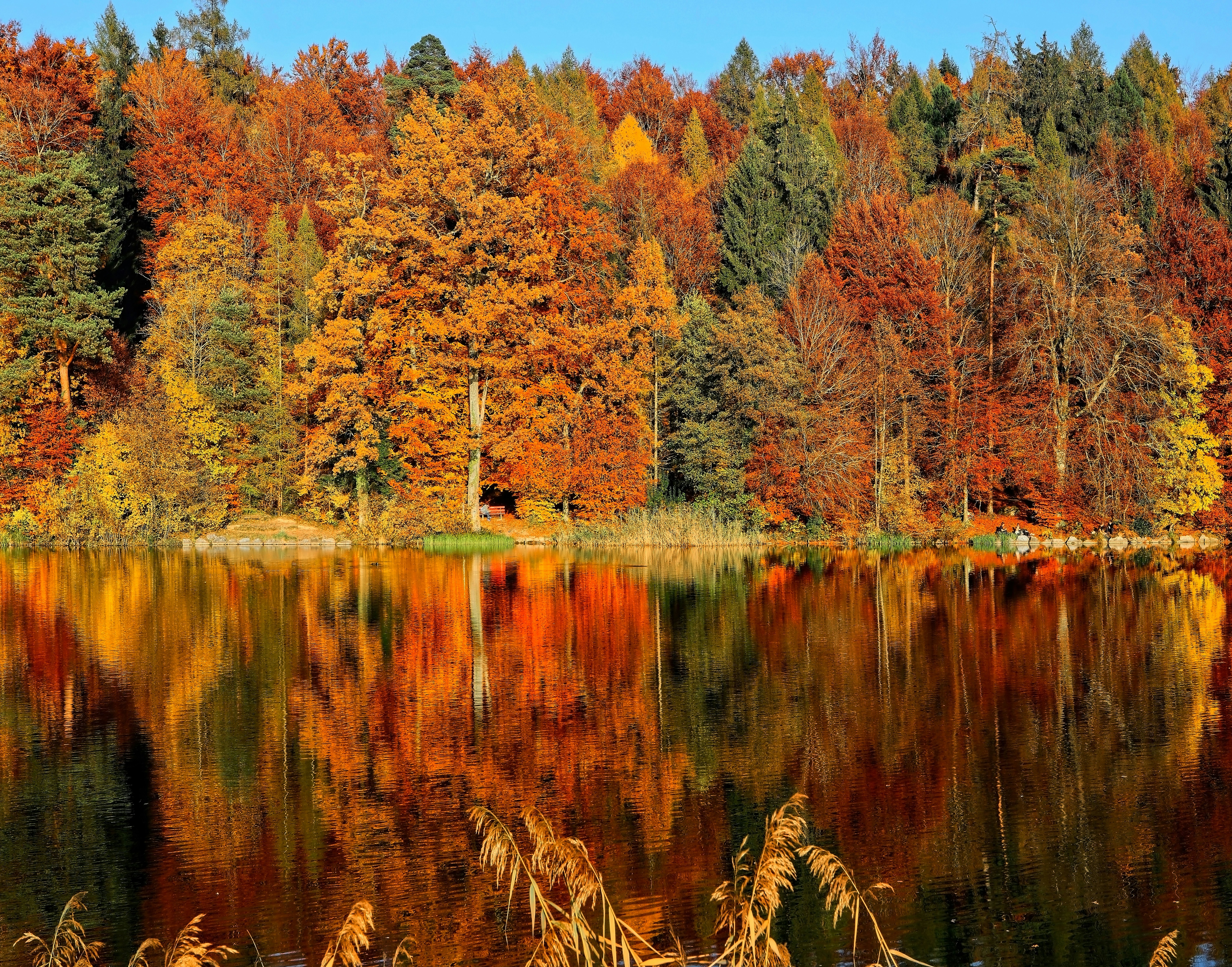 Fall Wellness: Aligning with the Energy of the Season